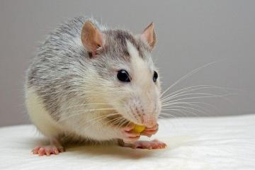 Mi legyen az asztalon a szilveszteri patkányokon: mit szeret az állat