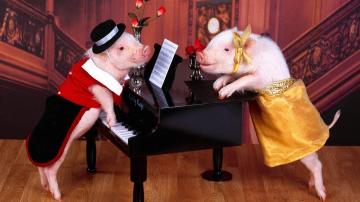 És most... Pig! Ünnepelje New Year 2019 Sárga Pig!