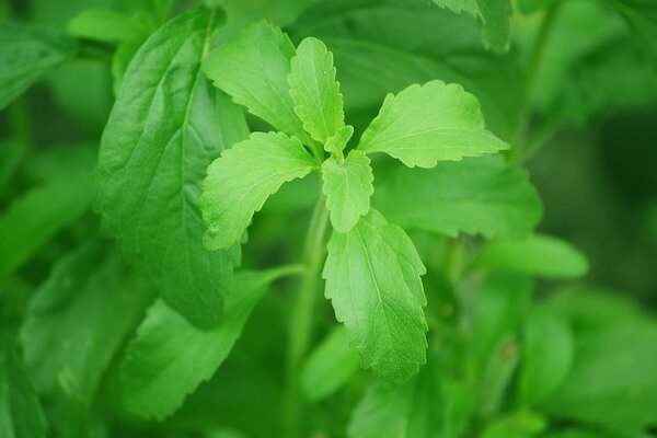 A Stevia segít elkerülni a felesleges kilókat. (Fotó: Pixabay.com)