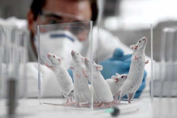 A kutatás nagyon fontosnak bizonyult, de fontos figyelembe venni, hogy a patkányok és az emberek szerkezete még mindig eltérő (Fotó: newsland.com)