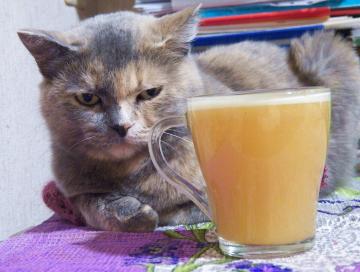 Zsírégető italt macska Vasilina