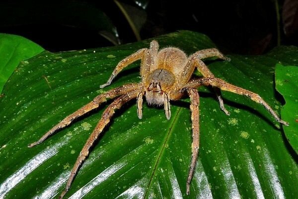 Még a kis pókok harapása is veszélyes lehet (Fotó: topcafe.su)