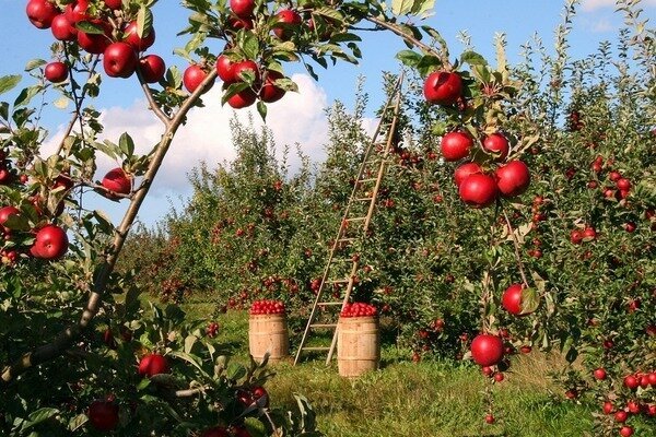 Csak egy alma képes megölni a rossz szagot. (Fotó: Pixabay.com)