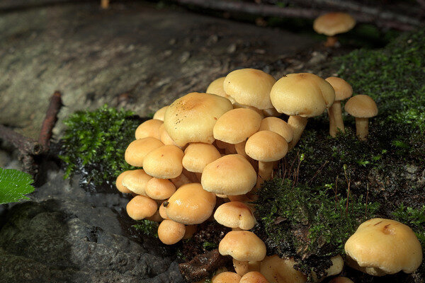 A hamis gombák nagy csoportokban telepednek le (Fotó: Pixabay.com)